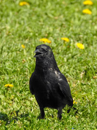 Black bird on a field