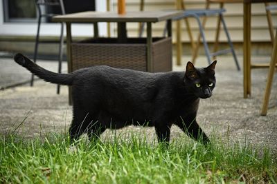 Portrait of black cat on field