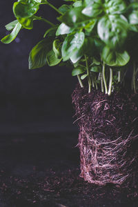 Close-up of plant growing on field