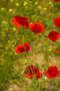 Close-up of red poppy flowers on field