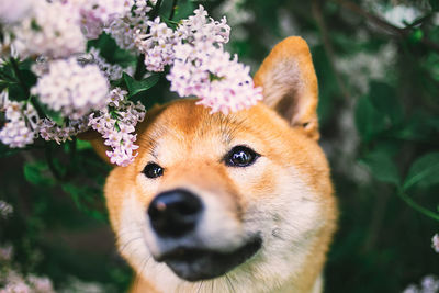 Close-up portrait of a dog
