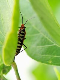 Close-up of insect on leaf