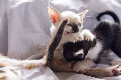 Cat relaxing on bed at home