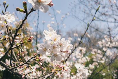 Close-up of white cherry blossoms in spring