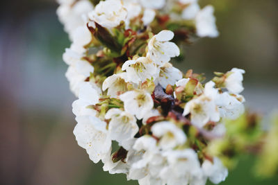 Close-up of white flowering plant