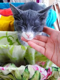 Close-up of hand holding cat