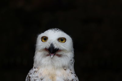 Close-up portrait of white owl