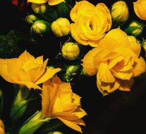 Close-up of yellow flower