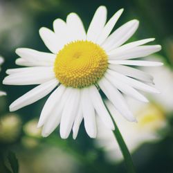 Close-up of yellow flower blooming outdoors