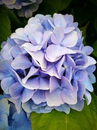 Close-up of purple flowers