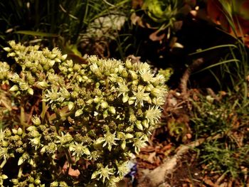 High angle view of flowering plants on field