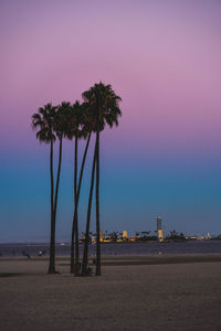 Palm trees on beach against sky during sunset