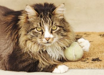 Close-up portrait of a cat