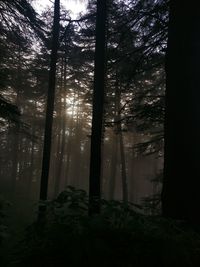 Low angle view of trees in forest