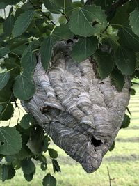 Close-up of lizard on tree