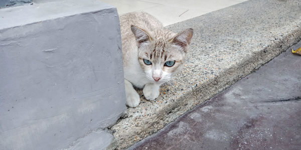 Blue eyed thai cat bright color background