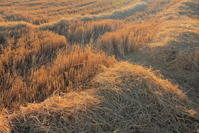 Close-up of grass in forest