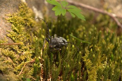 Close-up of lizard on land