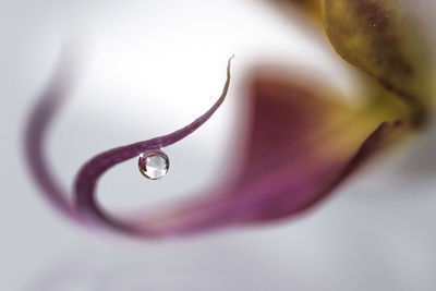 Close-up of water drops on flower