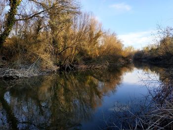 Reflection of bare trees in lake against sky