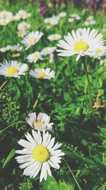 Close-up of daises blooming on field