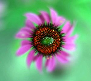 Macro shot of pink flower