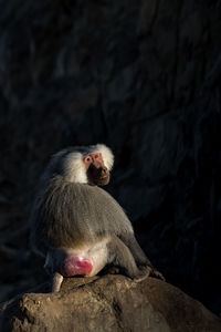 Monkey sitting on rock