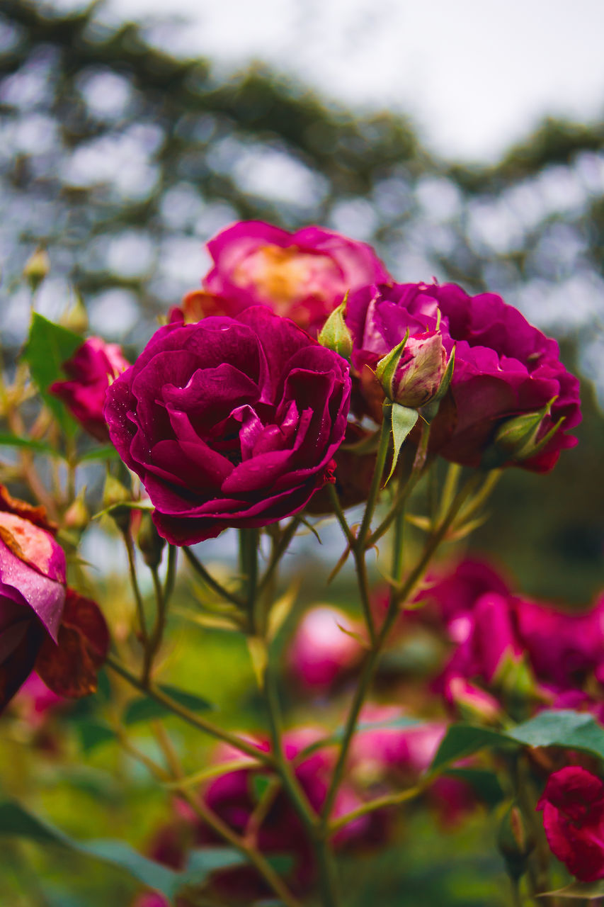 CLOSE-UP OF PINK ROSE