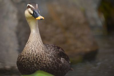 Close-up of duck