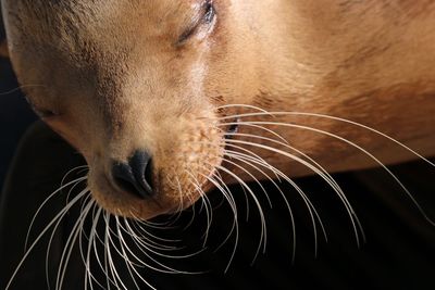 Close-up of cute sea lion
