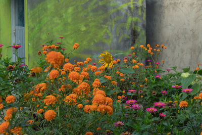 Close-up of orange flowers