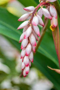 Close-up of pink flowering plant