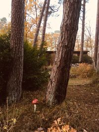 Trees in a forest
