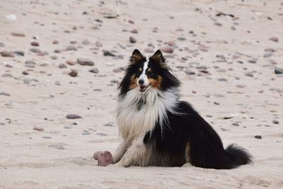 Dog sitting on sand