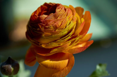 Close-up of yellow rose flower