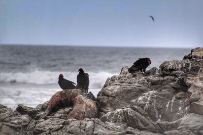 Bird perching on rock at sea shore against clear sky