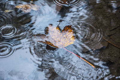 High angle view of swimming in lake