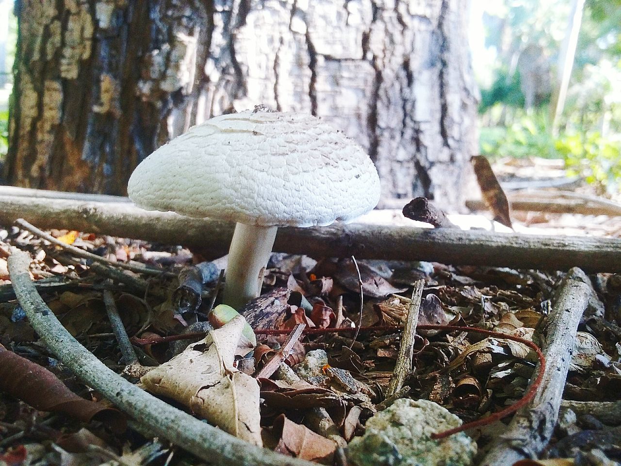 nature, tree, tree trunk, outdoors, day, growth, animal themes, no people, beauty in nature, close-up