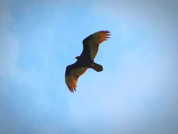 Low angle view of a bird flying