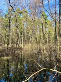 Scenic view of lake in forest