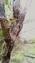 Close-up of tree trunk