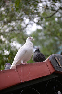Bird perching on ground