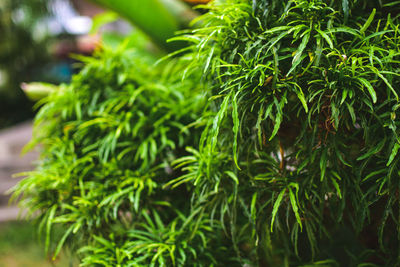 Close-up of green leaves