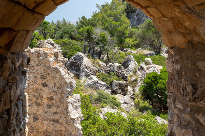 Trees growing on rocks