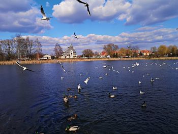 Seagulls flying over lake against sky