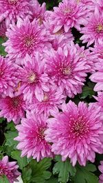 Close-up of pink flowers