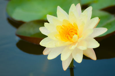 Close-up of water lily