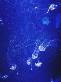 View of jellyfish in sea