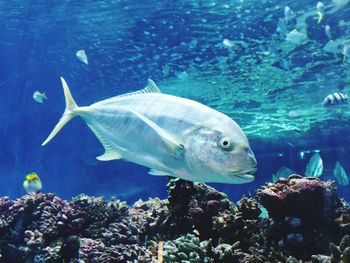 Fish swimming in aquarium