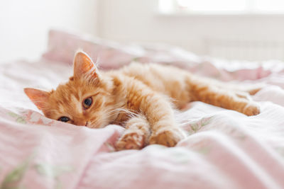 Cute ginger cat in bed. stray kitten sleep on bed first time in its life. cozy home background.